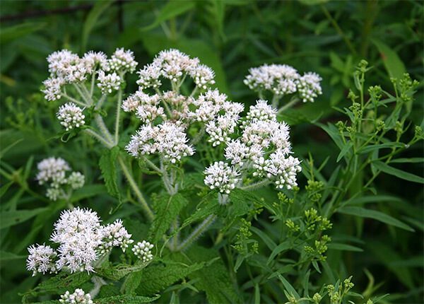 Photo Credit: I, SB Johnny, CC BY-SA 3.0 boneset herbal remedy