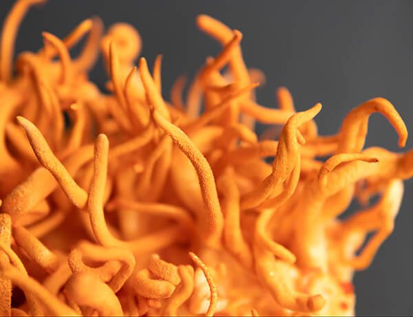 cordyceps mushroom exercise performance cordyceps mushroom exercise performance
